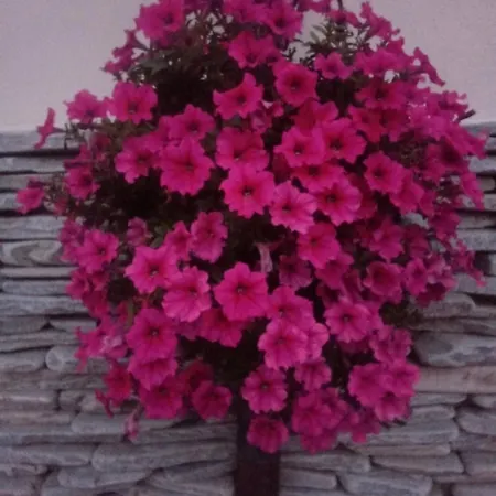 La Dimora Di B.cairoli Ovada